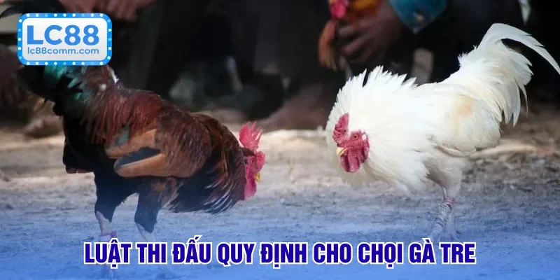 Luật thi đấu quy định cho chọi gà tre