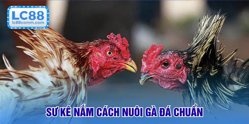 Sư kê cần biết cách nuôi gà đá chuẩn